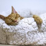 Dormir en la noche como un gato