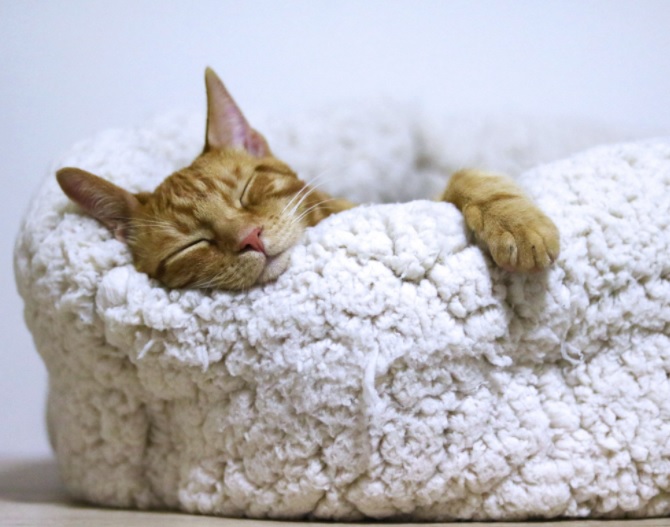 Dormir en la noche como un gato